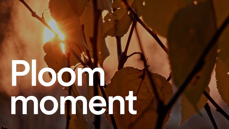 Podzimní zapadající slunce mezi suchými listy