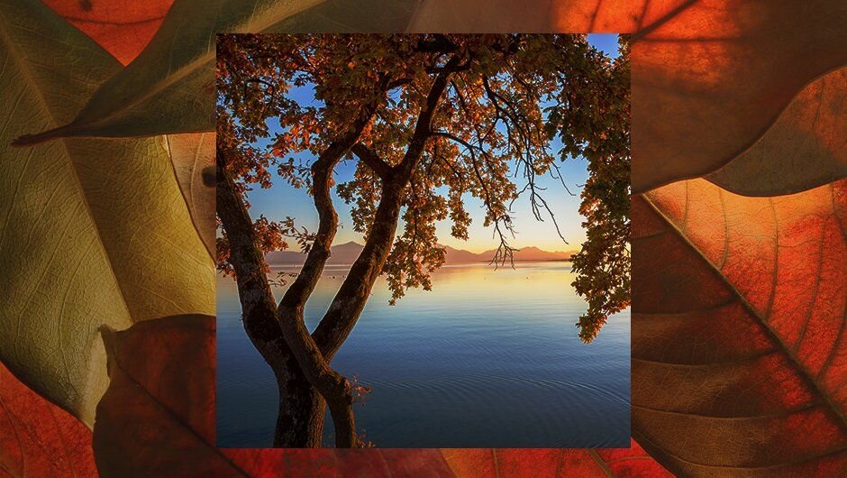 Podzimní fotka jezera v popředí se stromem a barevnými listy.