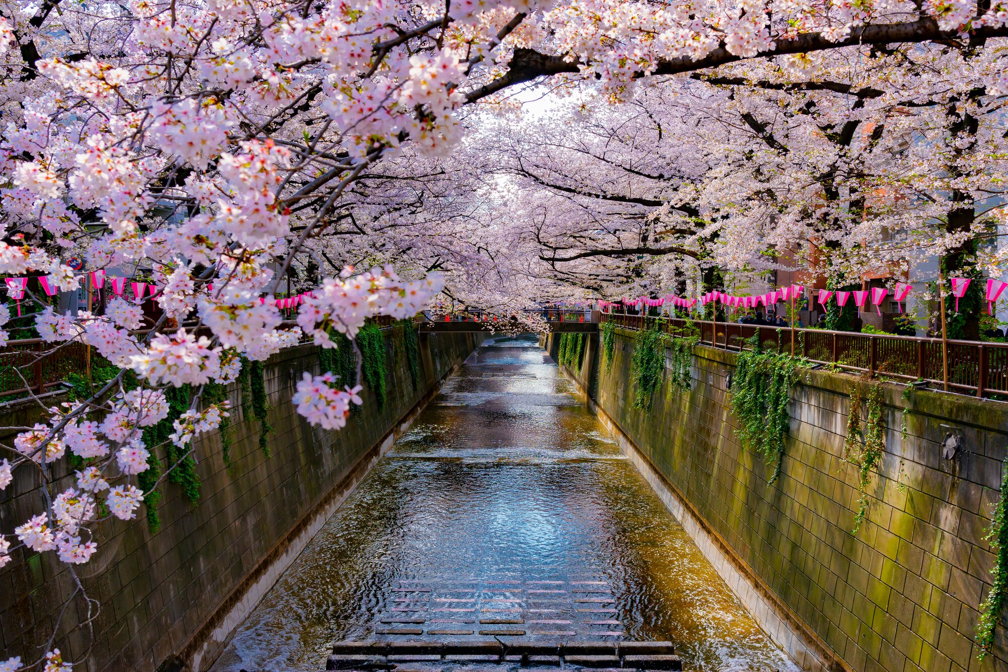 "Hanami" - cherry blossom viewing season in Japan