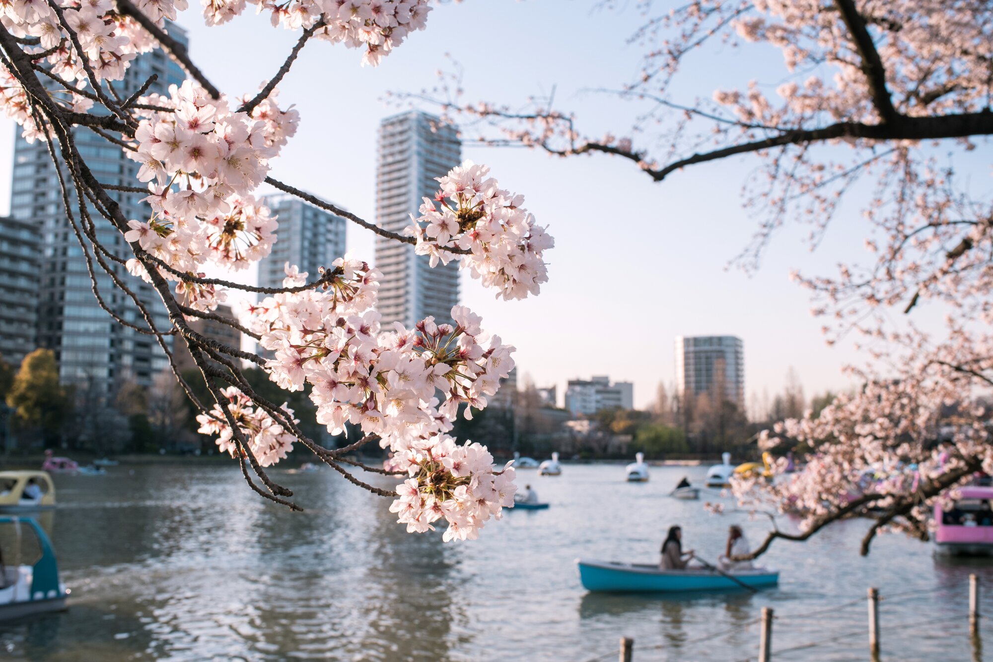 "Hanami" - cherry blossom viewing season in Japan