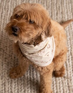 Stumptown Bandana Lifestyle Image
