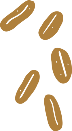 Coffee Beans Icon