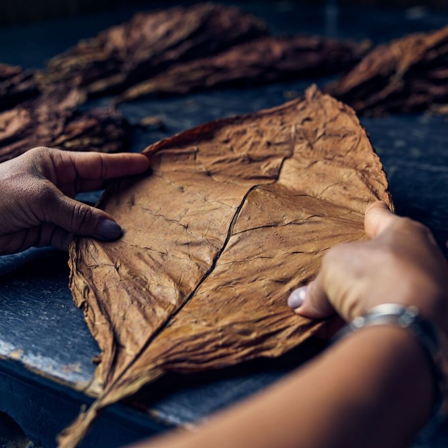 zoom on two hands of a woman stretching a tobacco leave