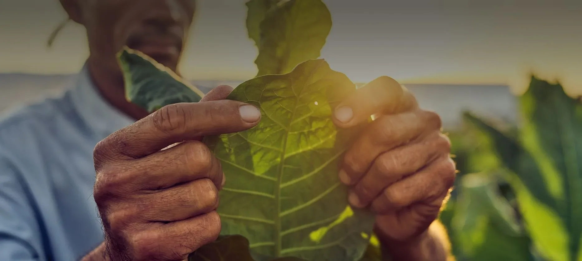 a close-um view on a man holds a tobacco leaf in his hand and looks at it attentively.