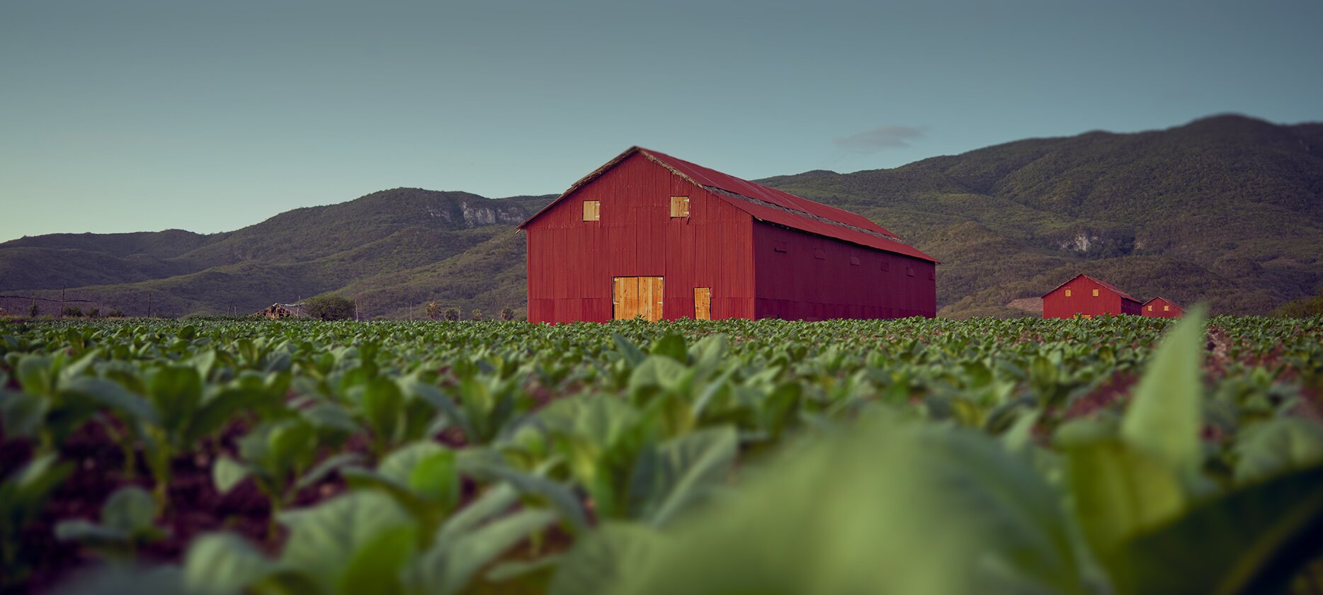 A red barn stands in an Oettinger Davidoff tobacco field, surrounded by green vegetation and a clear sky.