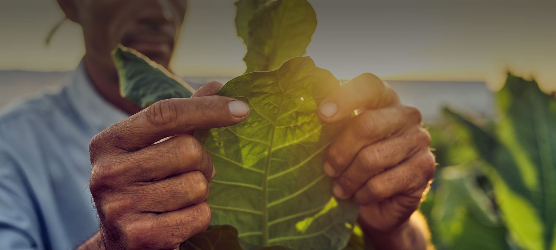 a close-um view on a man holds a tobacco leaf in his hand and looks at it attentively.