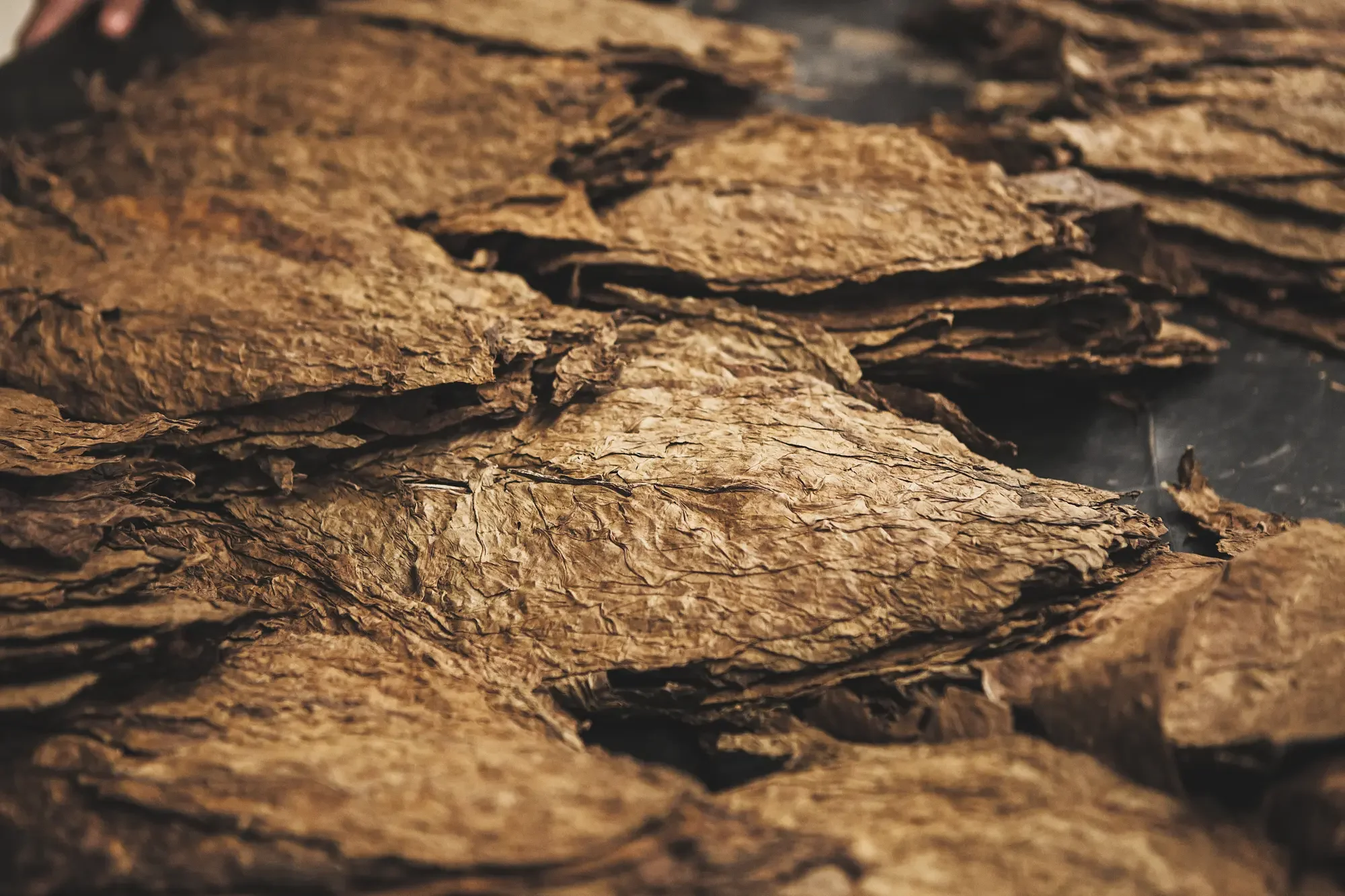 Different dried tobacco leaves in staples