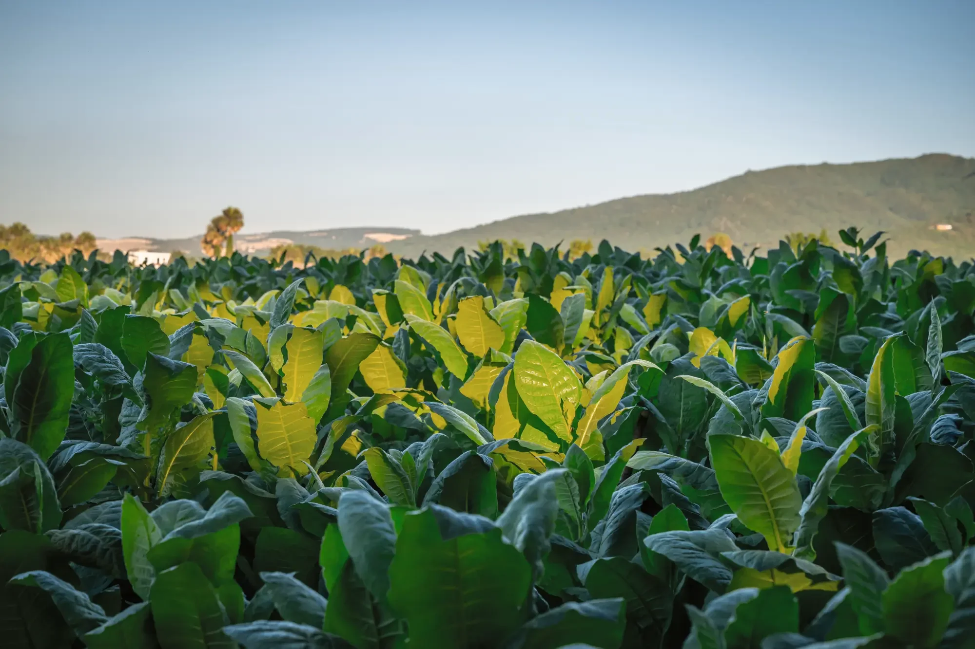 a tobacco field in the dominican republic