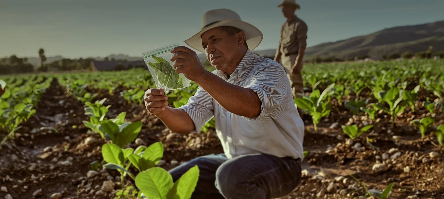 Oettinger Davidoff production facility in the Dominican Republic.  A man in a hat and white shirt kneels in a field and observes the surroundings.