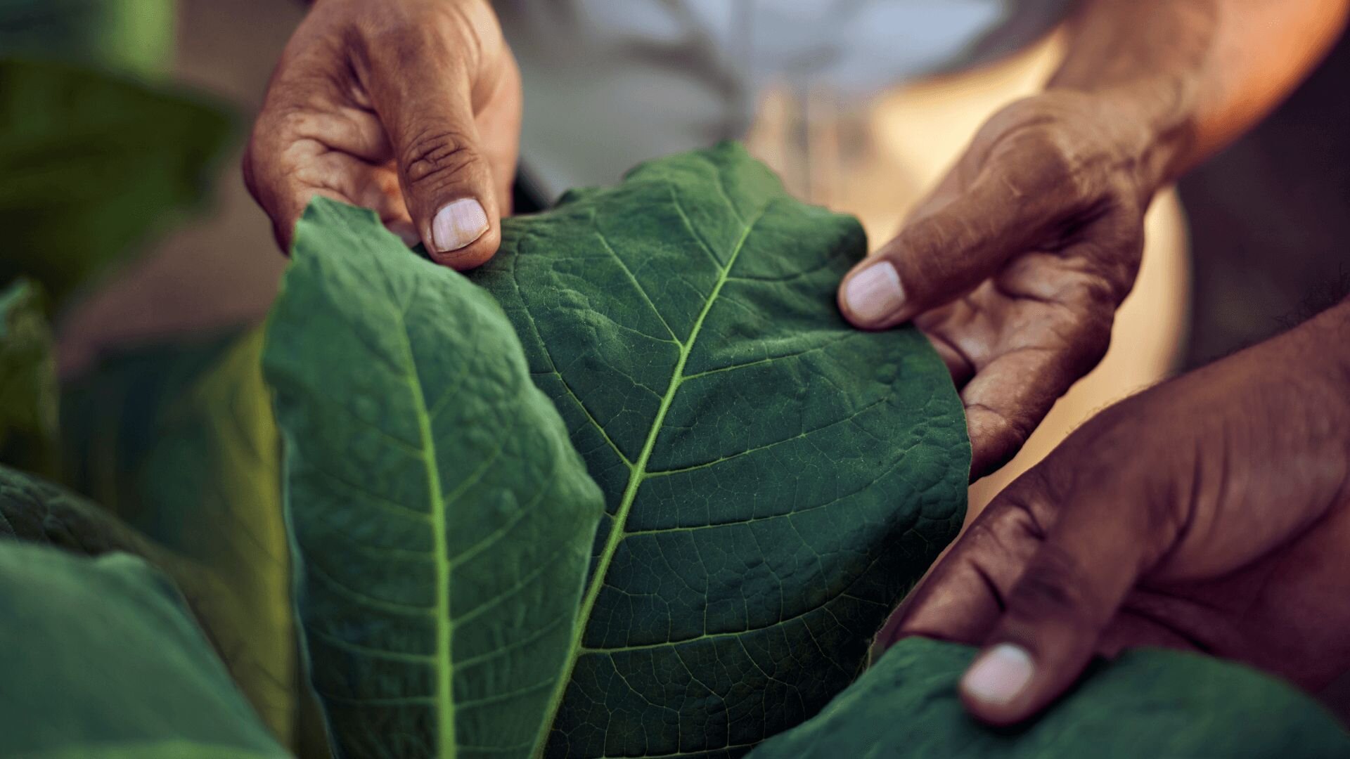 Hands holding a leaf of tobacco that clearly shows the texture and colour of the plant.