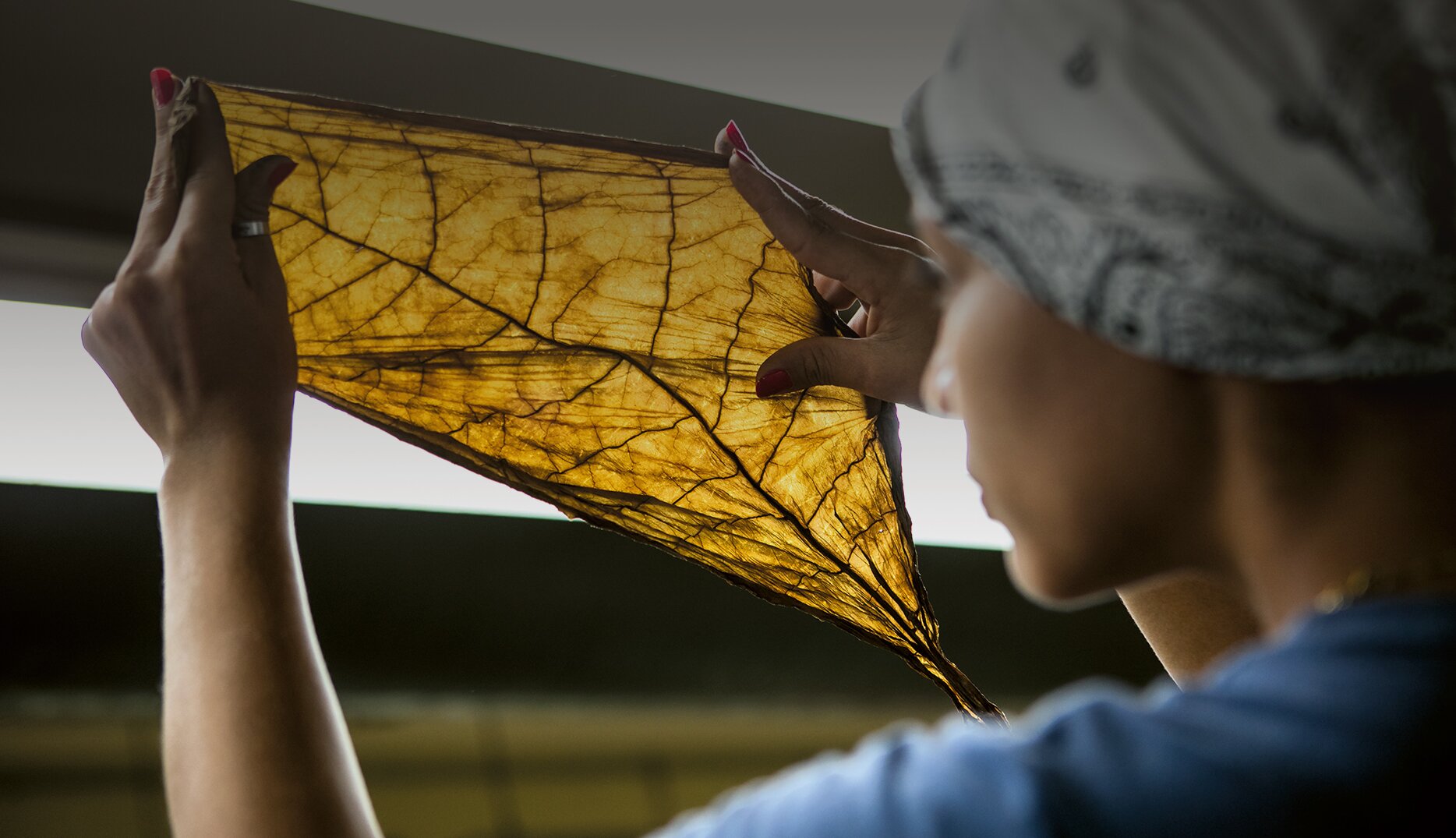 A woman holds a tobacco leaf in her hand and smiles as she holds it up to the light.