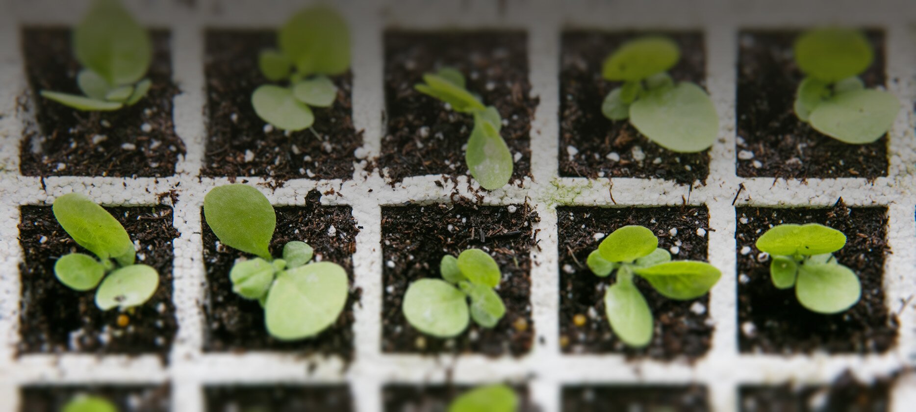 Close-up of seedlings in a growing tray, growing healthy and green.