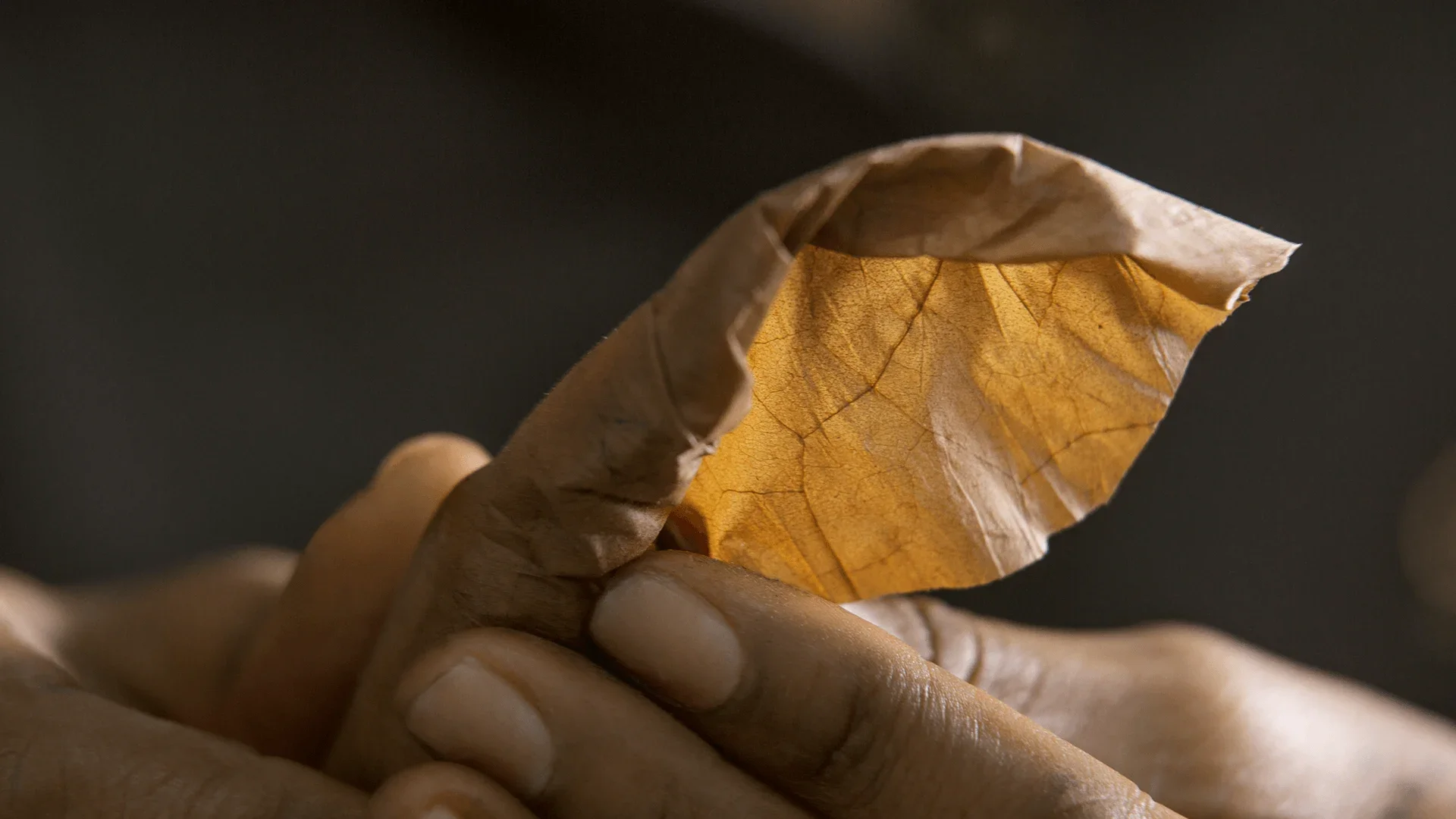 One hand holds a green tobacco leaf, which is held gently between the fingers.