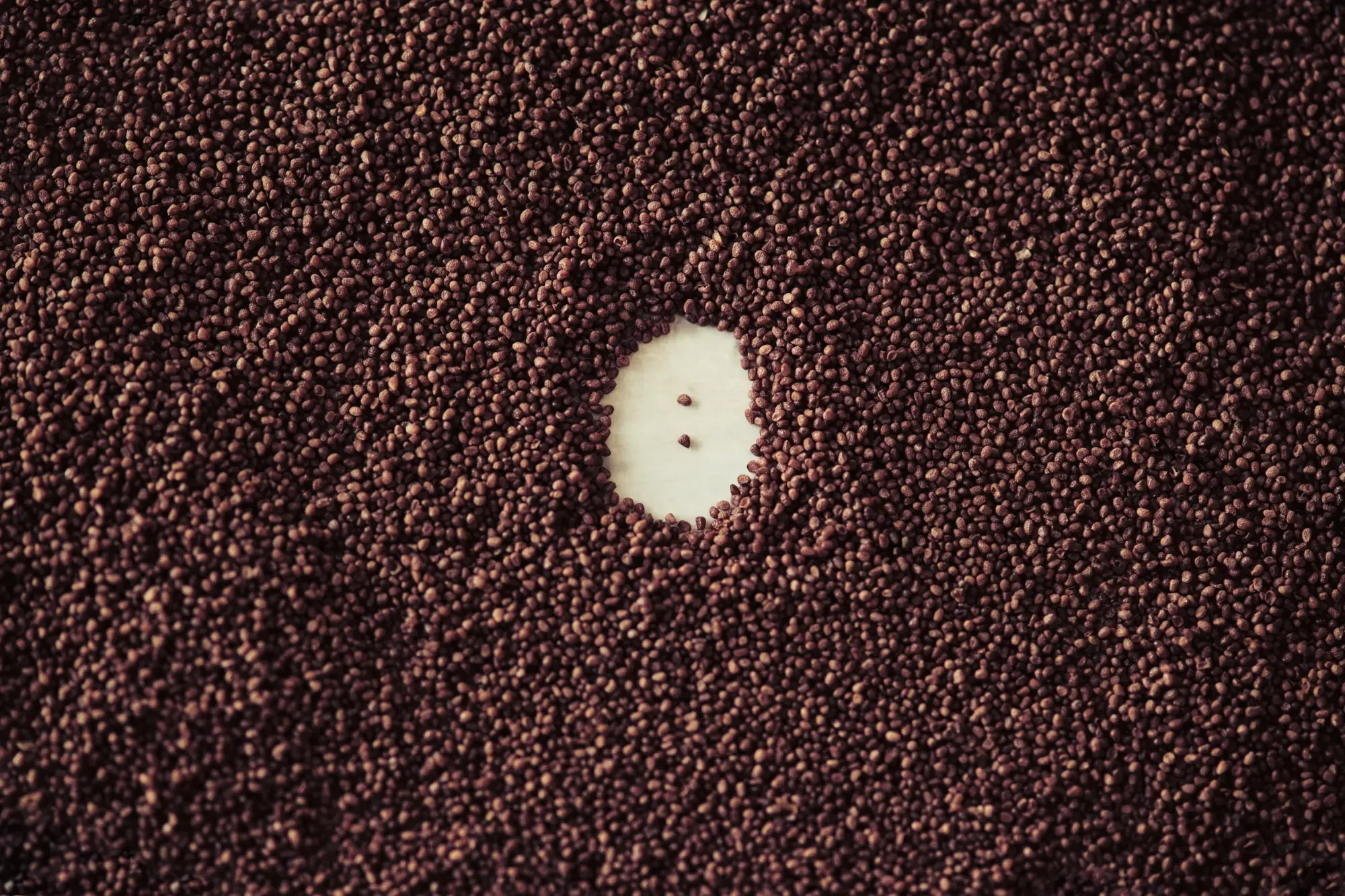 tobacco plant seeds