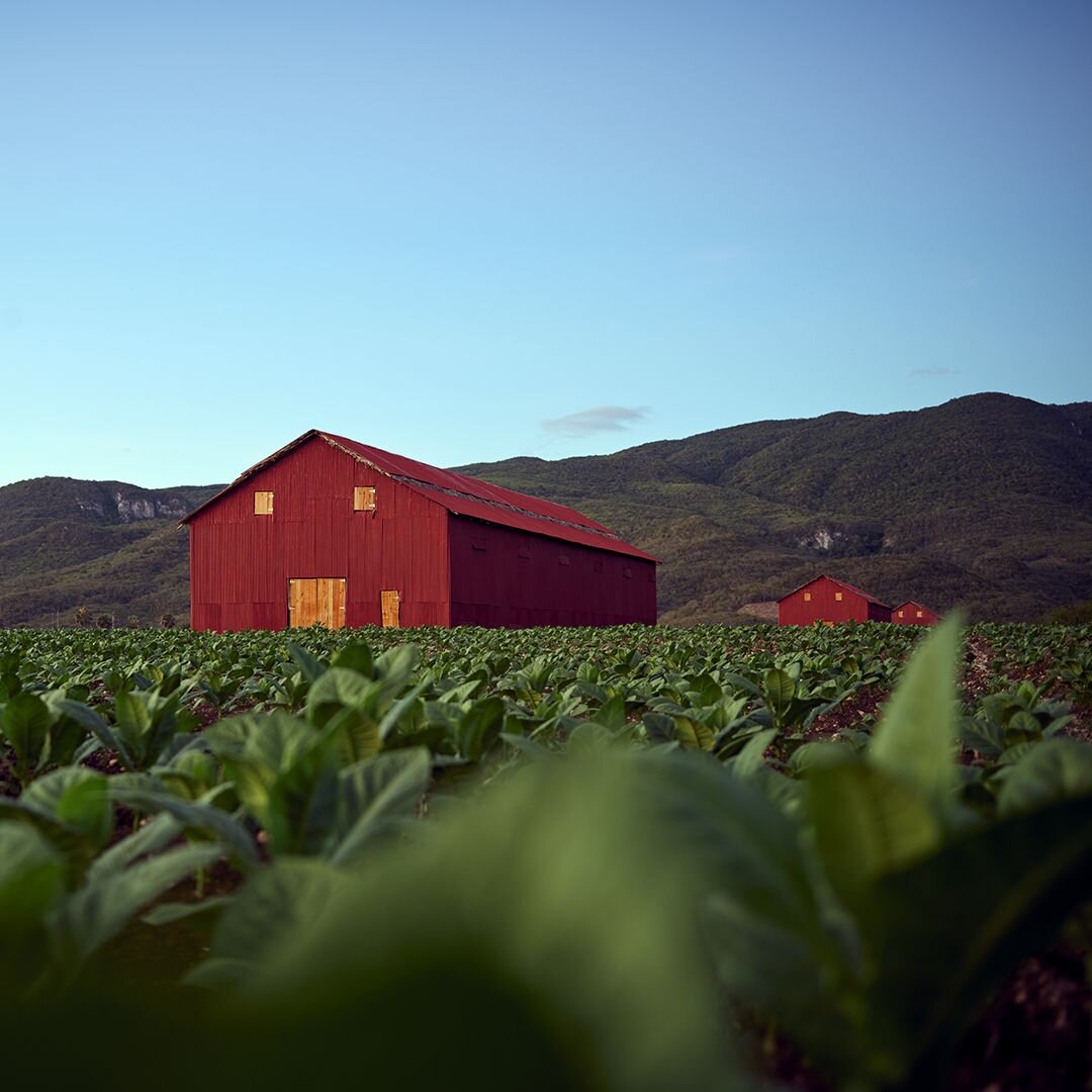 A red barn stands in an Oettinger Davidoff tobacco field, surrounded by green vegetation and a clear sky.