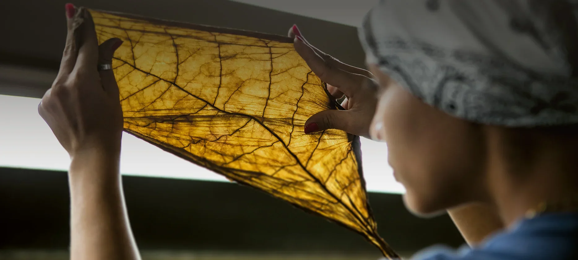 A woman holds a tobacco leaf in her hand and smiles as she holds it up to the light.