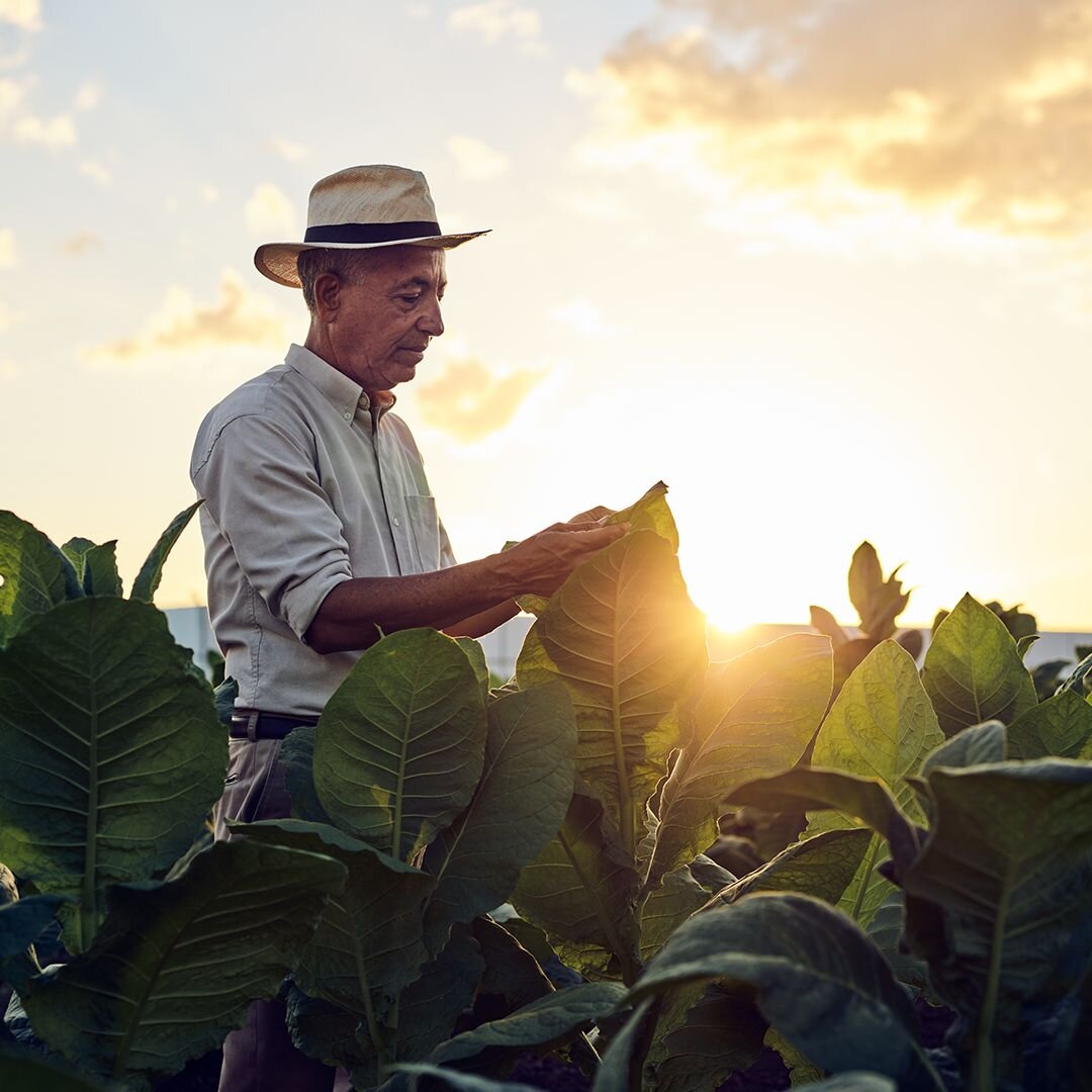 Crop-to-shop philosophy at the Oettinger Davidoff production facility in the Dominican Republic: A man, wearing a hat and a white shirt, inspects the quality of tobacco leaves in a field.