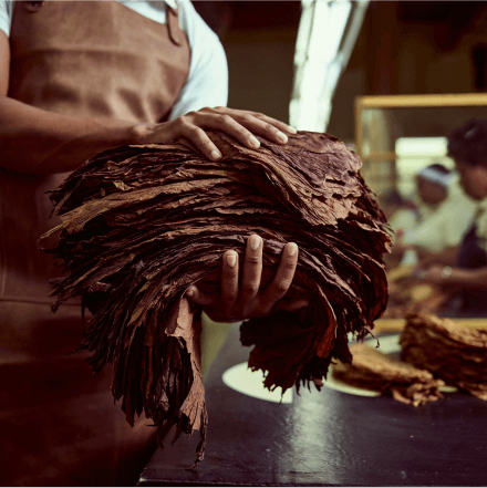  A man holds a bunch of brown tobacco in his hand, ready to be processed or sold.