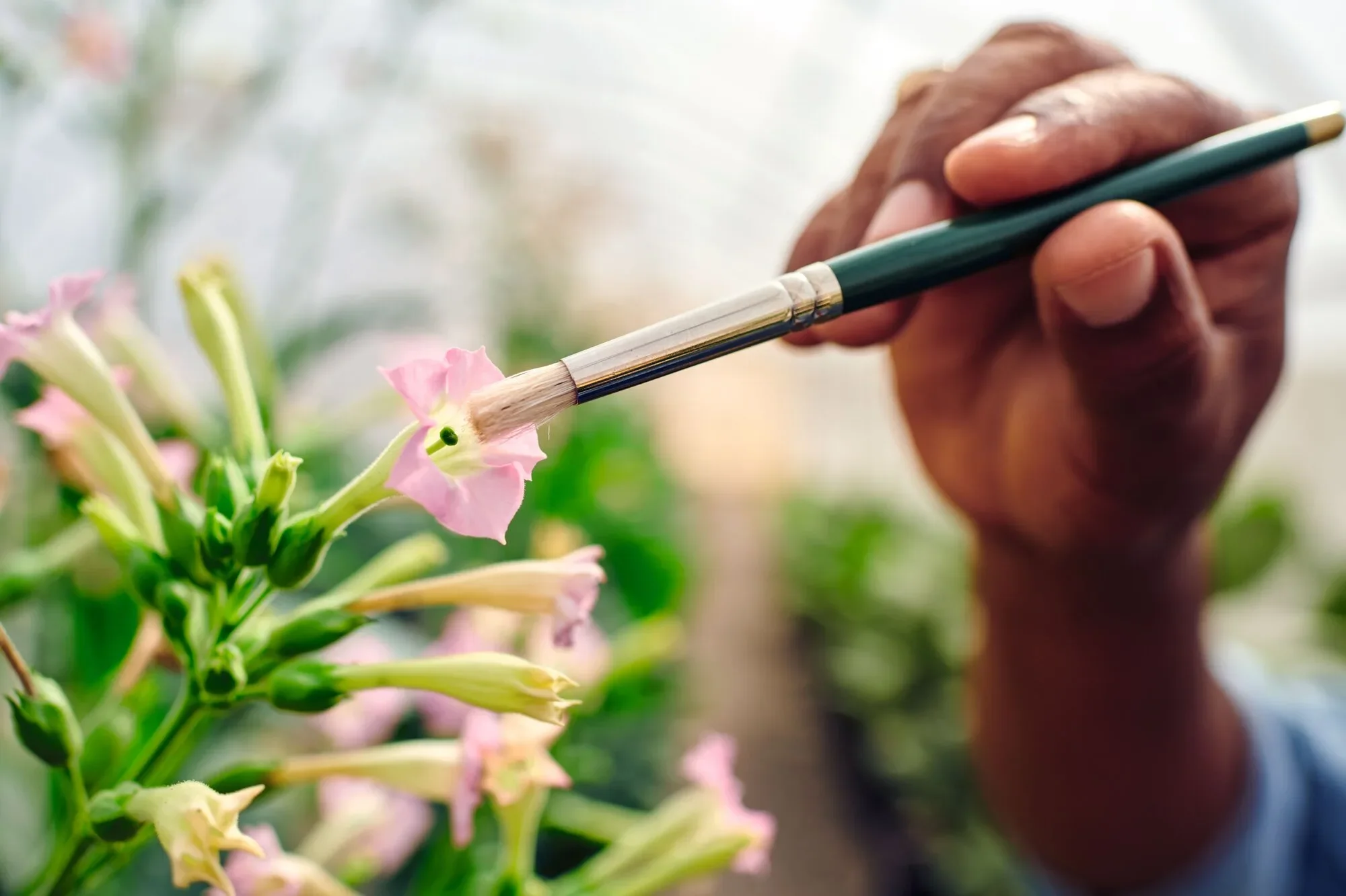 A person pollinates a pink flower with a brush in a greenhouse.