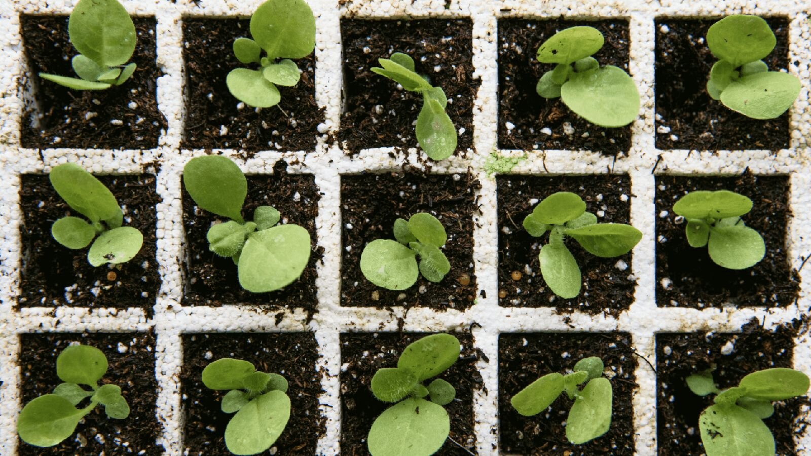 Close-up of seedlings in a growing tray, growing healthy and green.