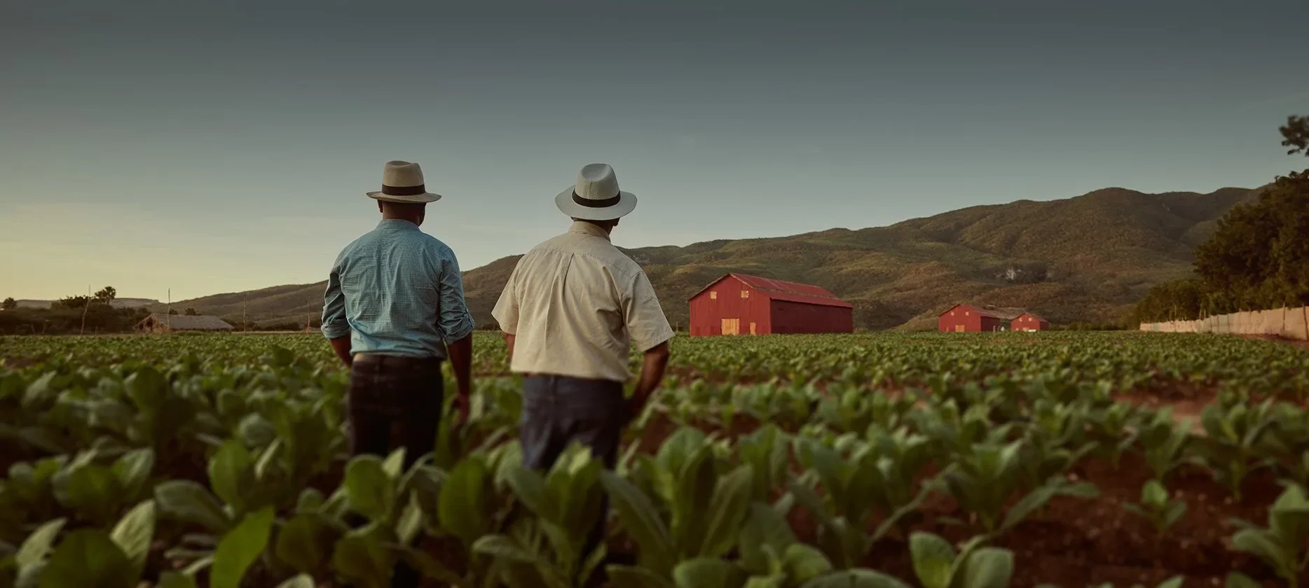 Two men in hats walk through a tobacco field and enjoy the rural surroundings.