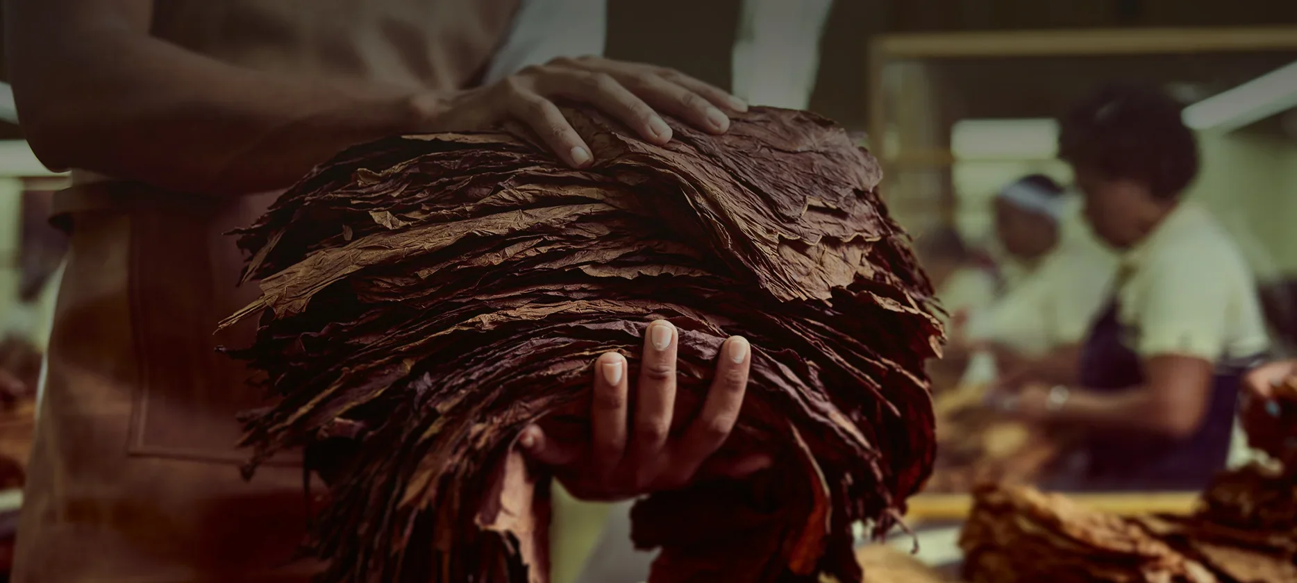 Ein Stapel Tabakblätter in der Hand eines Mitarbeiters von Oettinger Davidoff.leaves in the hand of an Oettinger Davidoff employee. 