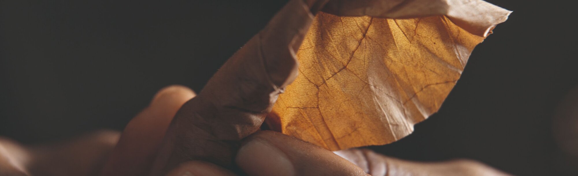 One hand holds a green tobacco leaf, which is held gently between the fingers.