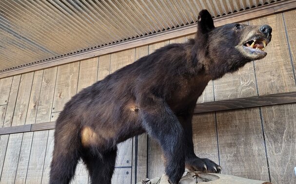 An in-store display of a brown bear at Tionestia Builders Supply.