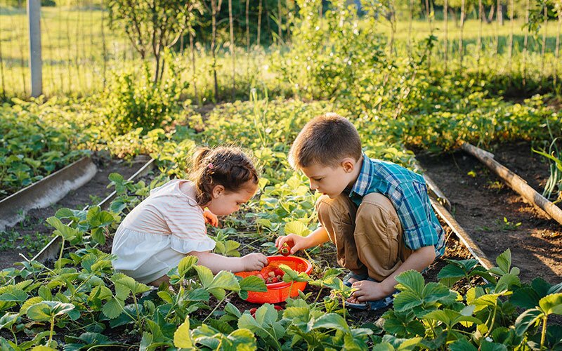 Two children picking the harvest in a garden.