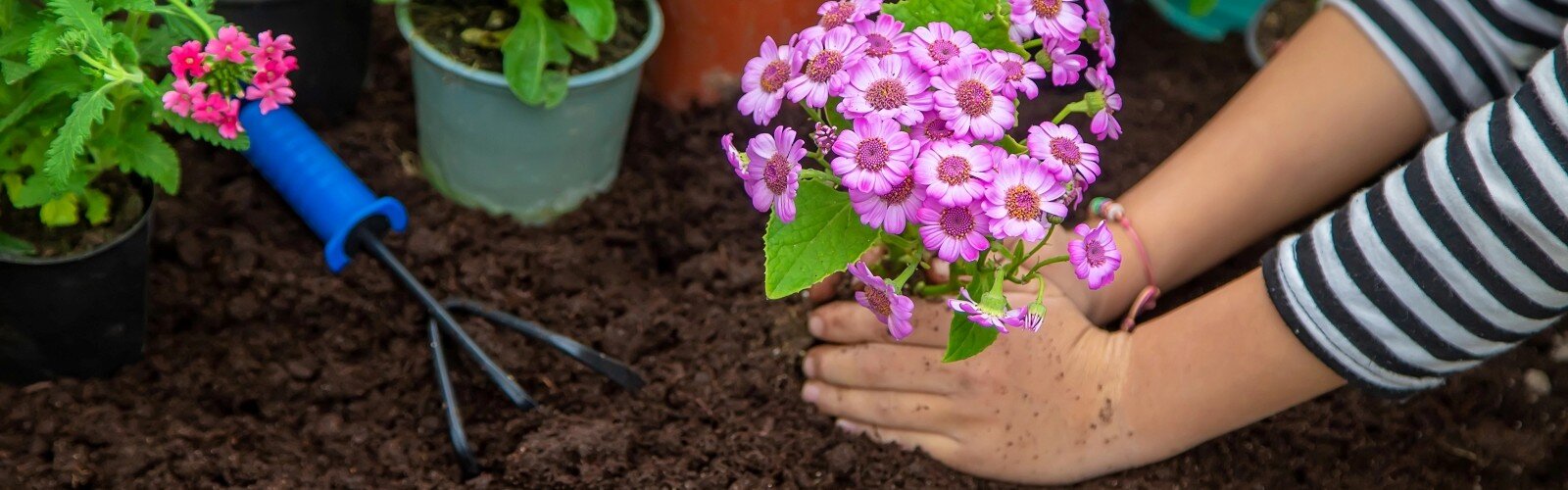 Plant flowers in the garden