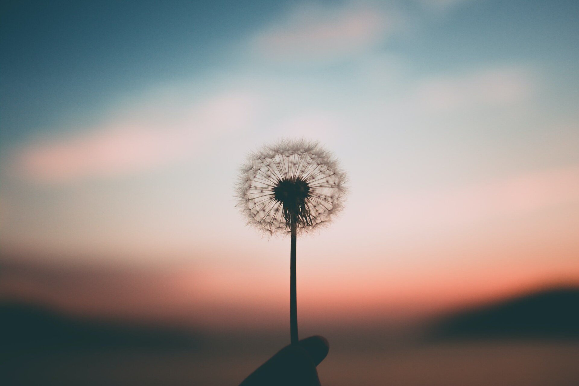 dandelion in a sunset