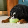 A large dog eating out of an Owala Pet Bowl.