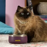 A black and orange cat sitting aside an Owala Pet Bowl.