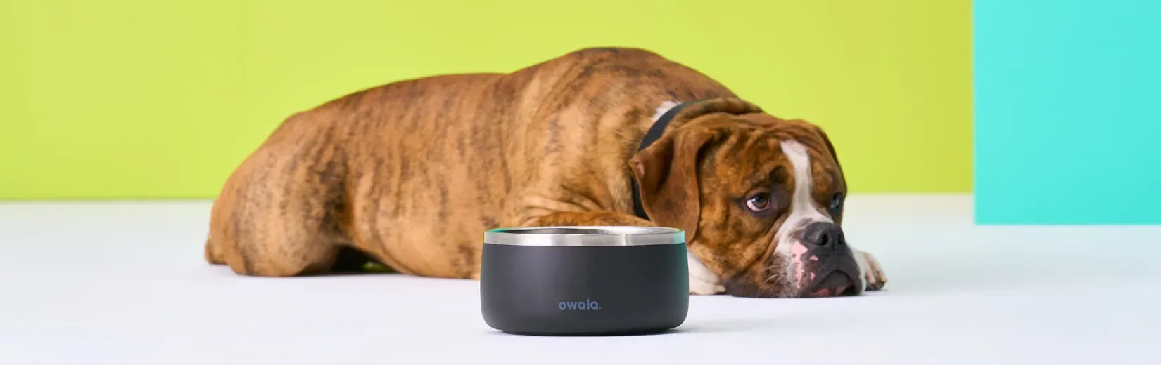 image of a dog laying by an Owala Pet Bowl