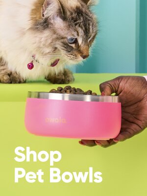 A cat being fed from an Owala Pet Bowl. Shop Pet Bowls