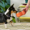 A smal black and white dog looking into an Owala Pet Bowl.