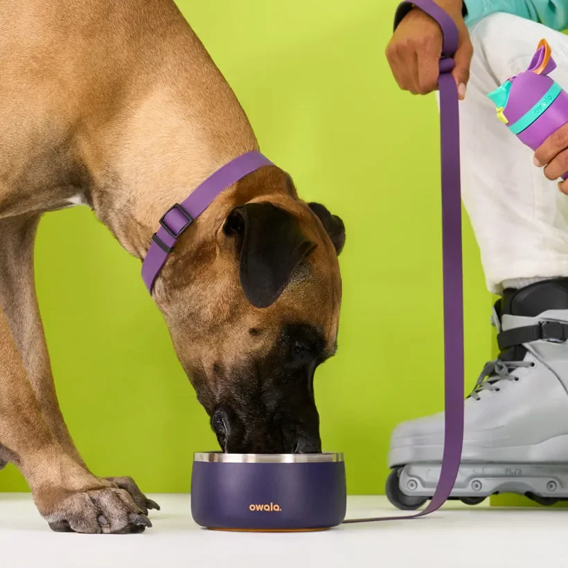 image of a large dog drinking from an Owala Pet Bowl