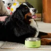 A black dog sitting aside a grey Owala Pet Bowl