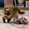 A black and orange cat walking around a purple owala pet bowl