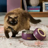 A black and orange cat walking around a purple owala pet bowl