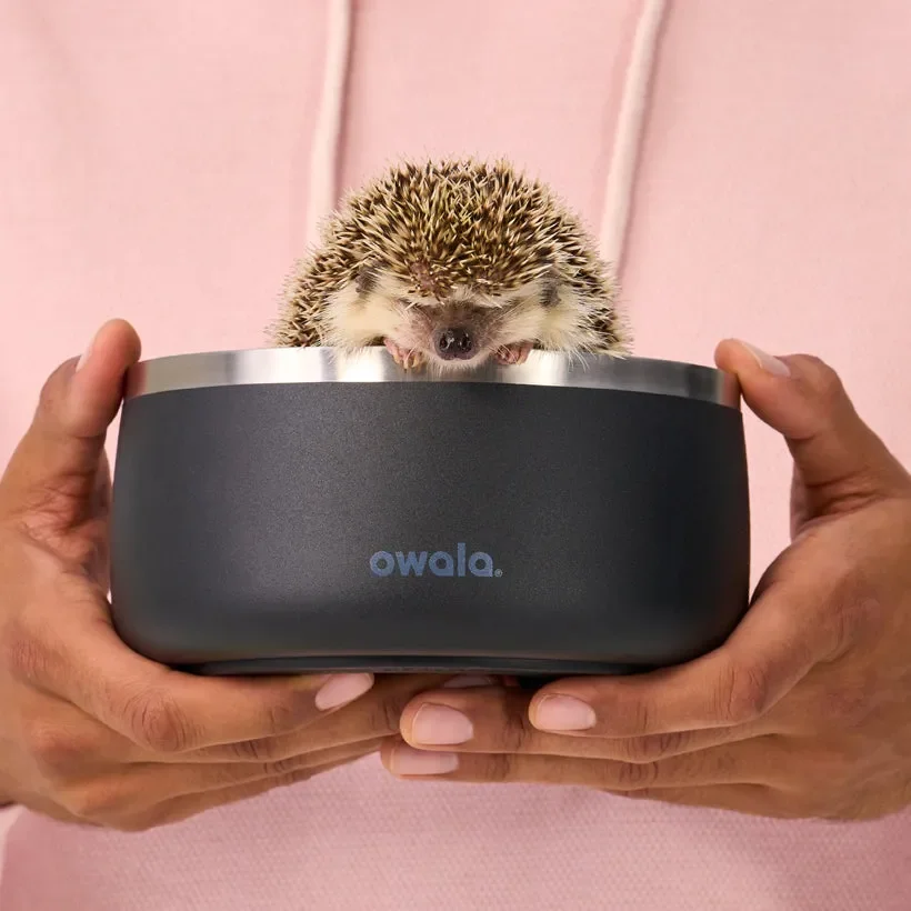 image of a hedgehog in an Owala pet bowl