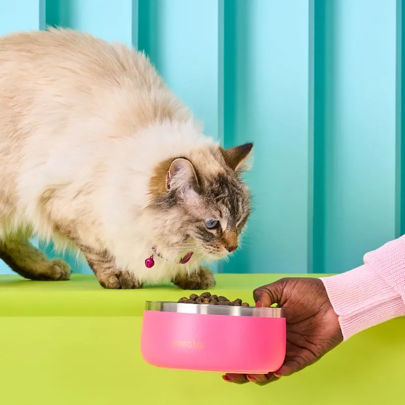 Image of a cat feeding from an Owala Pet Bowl