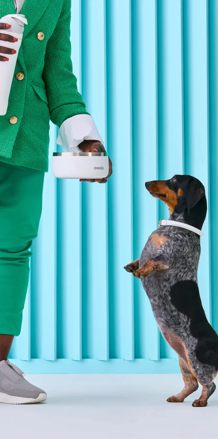 image of a dog standing on its hind legs reaching towards an Owala Pet Bowl