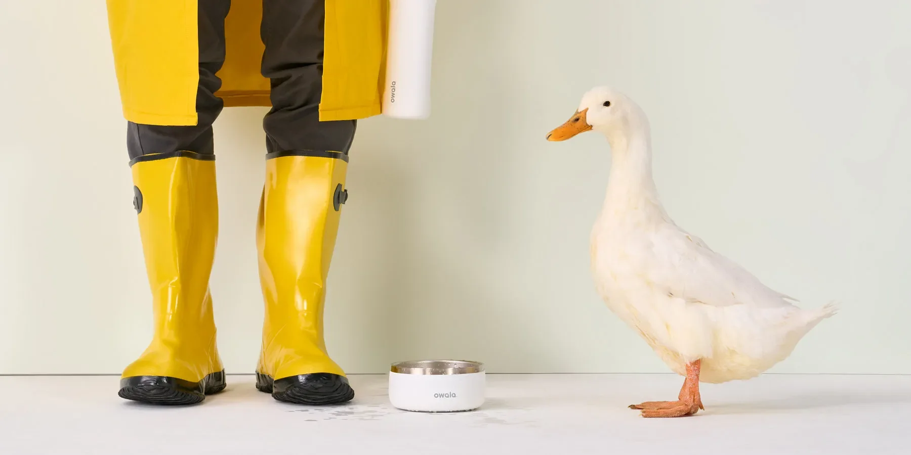 image of a duck standing by an Owala Pet Bowl