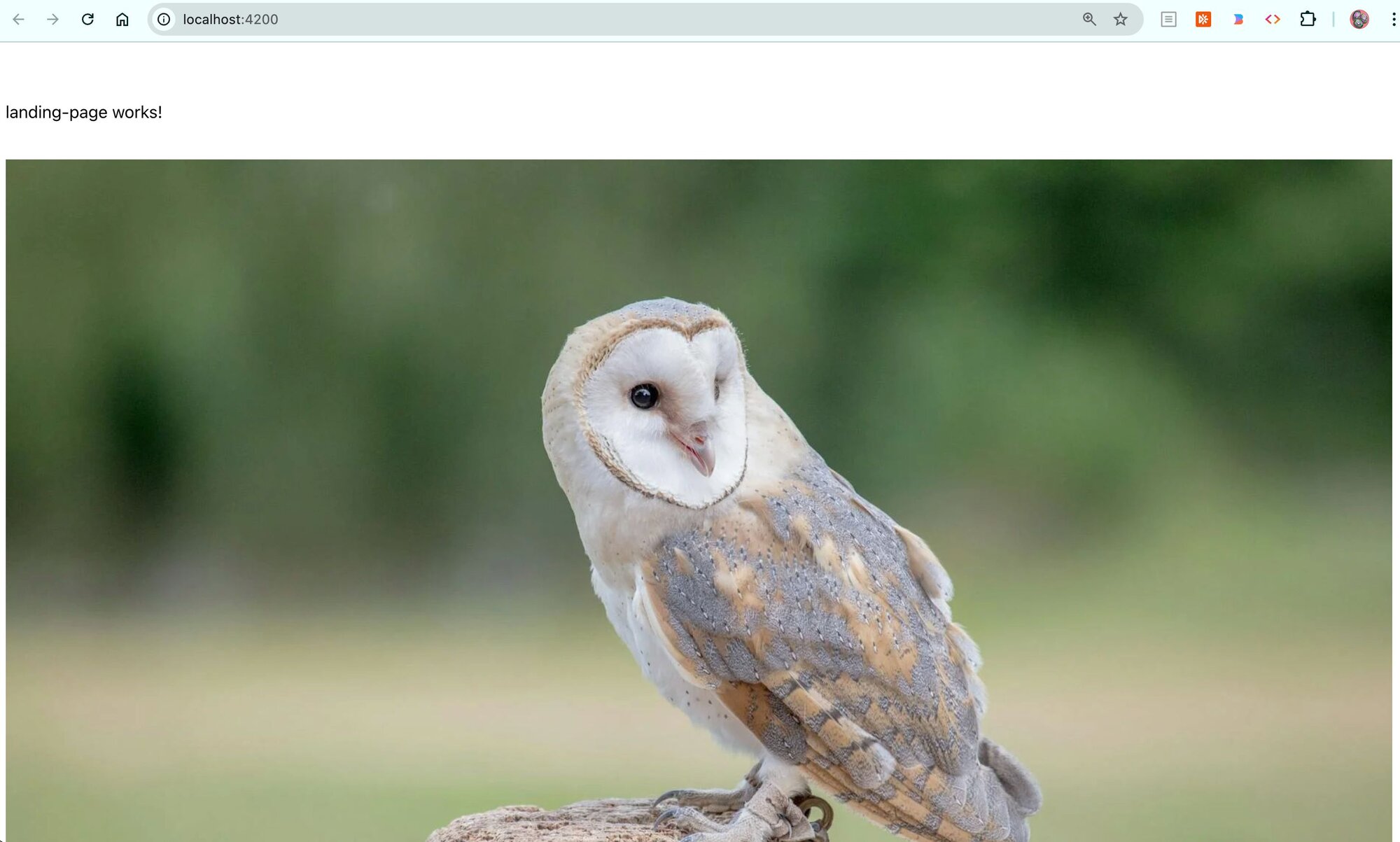 Image of the published Page loaded on localhost 4200 with an image of an owl, which was randomly chosen in the video.