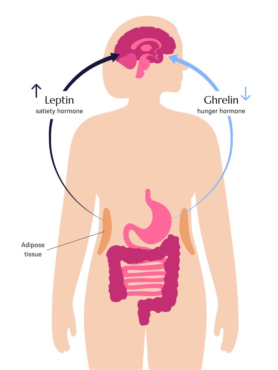 GLP-1 hormones