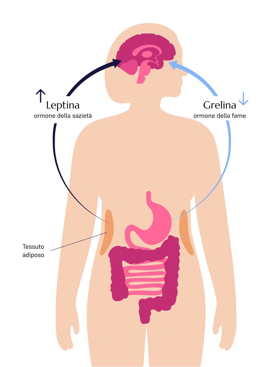 GLP-1 hormones