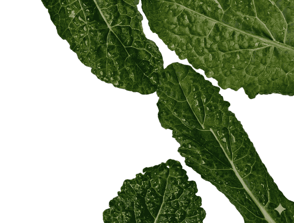 Magnesium Bisglycinate