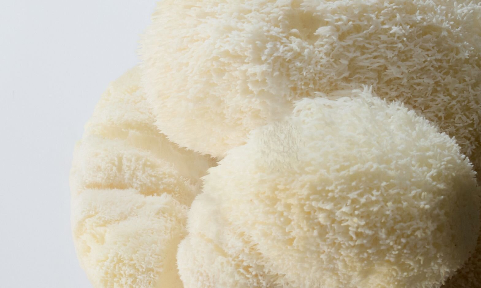 Hericium Erinaceus (Lion's Mane)