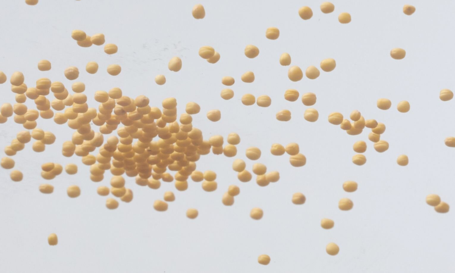 Sinapis alba (Mustard Seed)